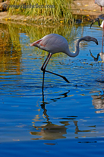 white-flamingo-1.jpg