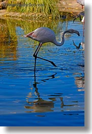 animals, birds, california, flamingo, nature, safari west, sonoma, vertical, water, west coast, western usa, white, photograph