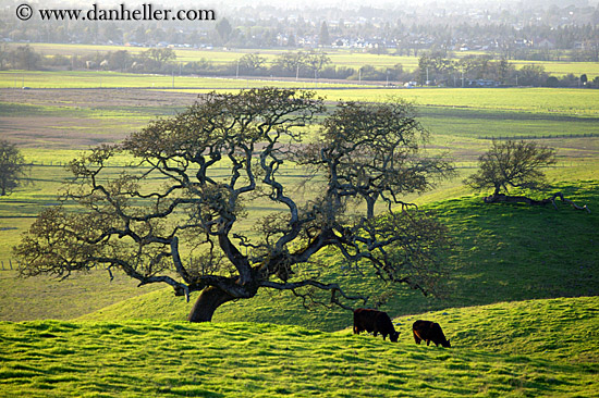 green-hills-n-cows-1.jpg