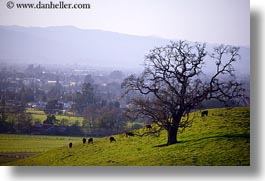 images/California/Sonoma/Scenics/green-hills-n-cows-2.jpg