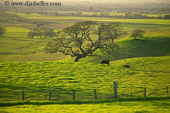 green-hills-n-cows-3.jpg