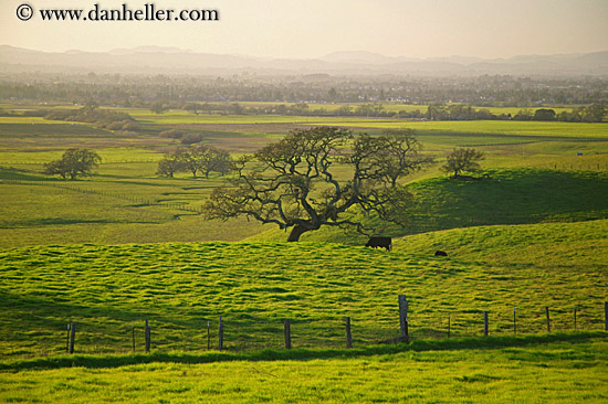 green-hills-n-cows-4.jpg