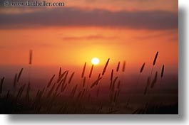 images/California/Sonoma/Sunset/weeds-n-sunset.jpg