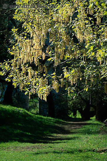 backlit-tree.jpg