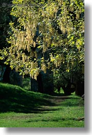 backlit, california, sonoma, trees, vertical, west coast, western usa, photograph