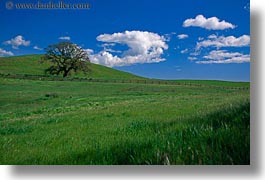 california, clouds, fields, green, horizontal, lone, sonoma, trees, west coast, western usa, photograph