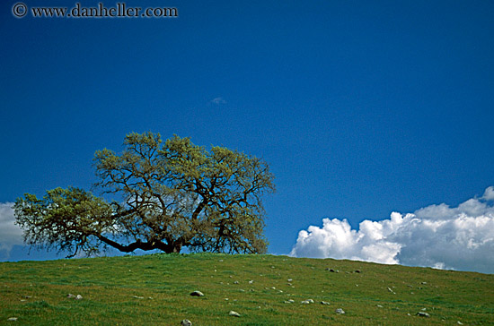 lone-tree-clouds-n-green-fields-2.jpg