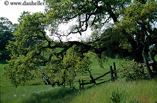 oak-tree-n-fence.jpg