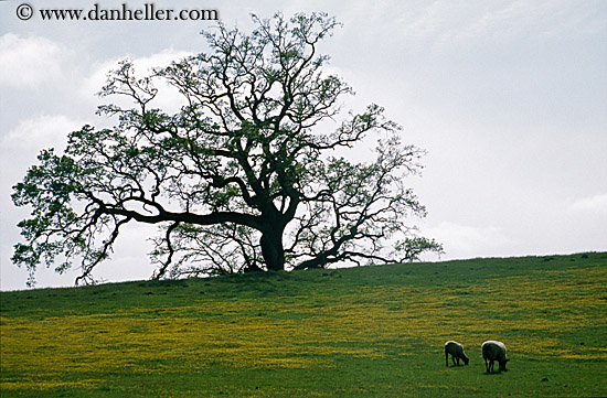 oak-tree-n-sheep.jpg