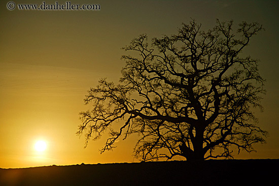 oak-tree-silhouette-1.jpg