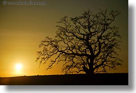 california, horizontal, oak, silhouettes, sonoma, trees, west coast, western usa, photograph