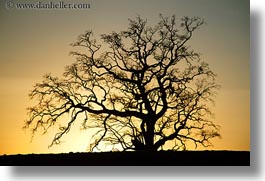 images/California/Sonoma/Trees/oak-tree-silhouette-2.jpg