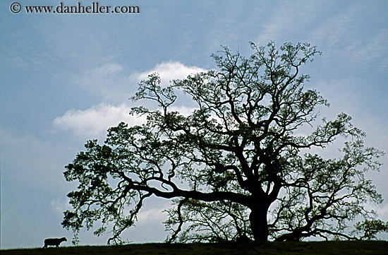 oak-tree-silhouette-3.jpg