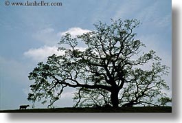 images/California/Sonoma/Trees/oak-tree-silhouette-3.jpg