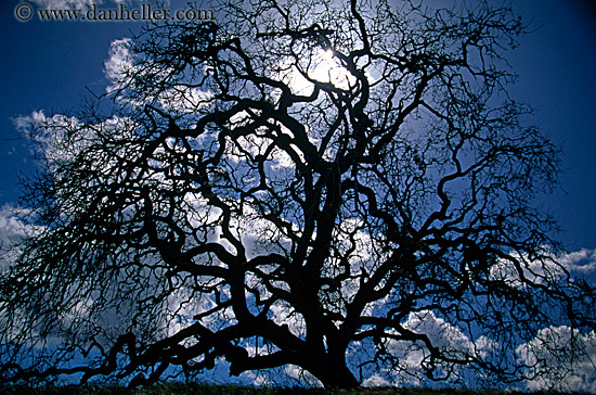 oak-tree-silhouette-5.jpg