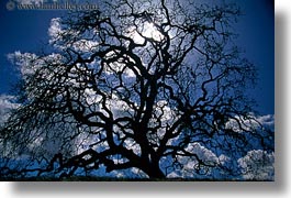 california, horizontal, oak, silhouettes, sonoma, trees, west coast, western usa, photograph