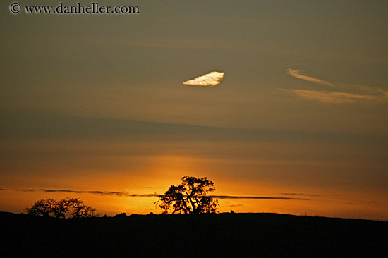 oak-tree-silhouette-n-sunset-1.jpg