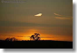 california, horizontal, oak, silhouettes, sonoma, sunsets, trees, west coast, western usa, photograph