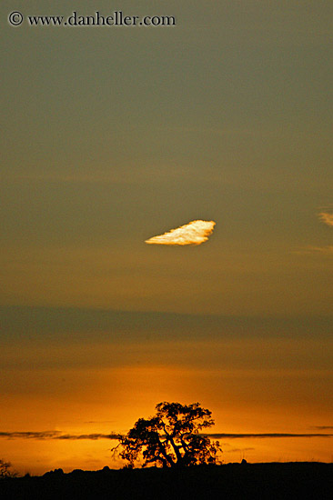 oak-tree-silhouette-n-sunset-2.jpg