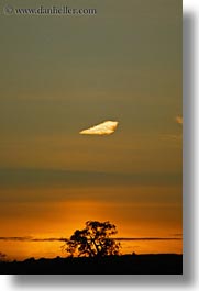 california, oak, silhouettes, sonoma, sunsets, trees, vertical, west coast, western usa, photograph