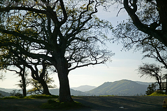 tree-silhouette-1.jpg