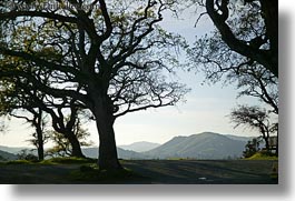 california, horizontal, silhouettes, sonoma, trees, west coast, western usa, photograph