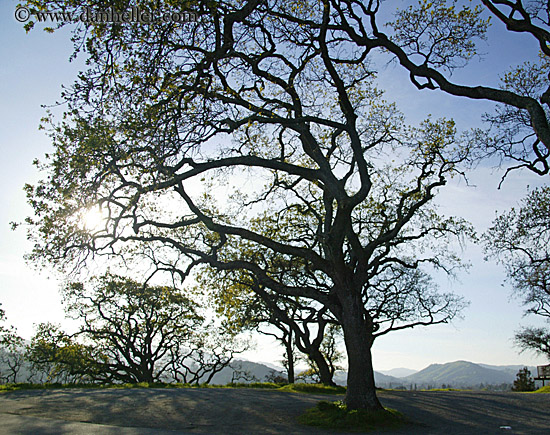 tree-silhouette-2.jpg