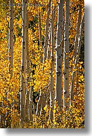 aspens, california, fall foliage, trees, vertical, virginia lakes, west coast, western usa, yellow, photograph