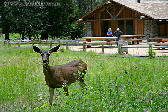 deer-n-people-1.jpg