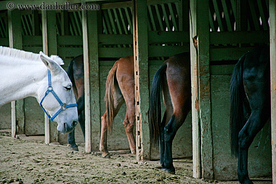 horses-in-stable-1.jpg