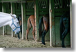 animals, barn, california, horizontal, horses, humor, stables, west coast, western usa, yosemite, photograph