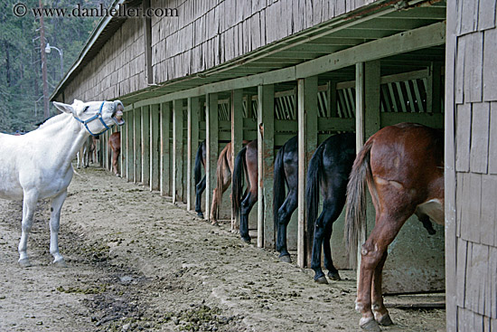 horses-in-stable-2.jpg