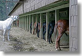 animals, barn, california, emotions, horizontal, horses, humor, laugh, stables, west coast, western usa, yosemite, photograph