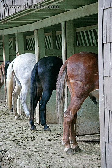 horses-in-stable-4.jpg
