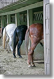 animals, barn, california, horses, humor, stables, vertical, west coast, western usa, yosemite, photograph