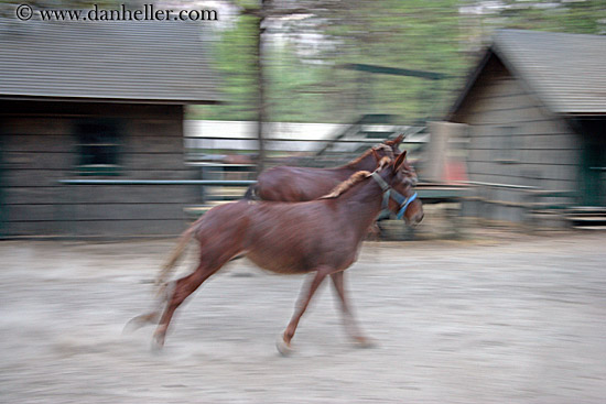 horses-running.jpg