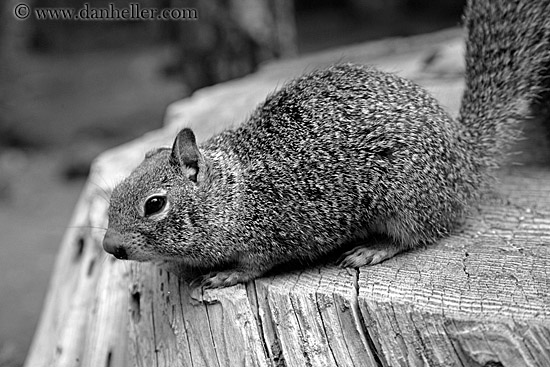 squirrel-1-bw.jpg