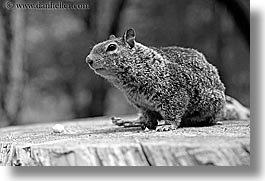 animals, black and white, california, horizontal, squirrel, west coast, western usa, yosemite, photograph