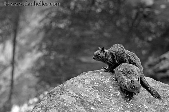 squirrel-4-bw.jpg