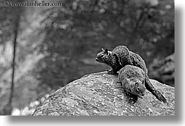 animals, black and white, california, horizontal, squirrel, west coast, western usa, yosemite, photograph