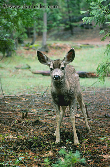 standing-deer.jpg