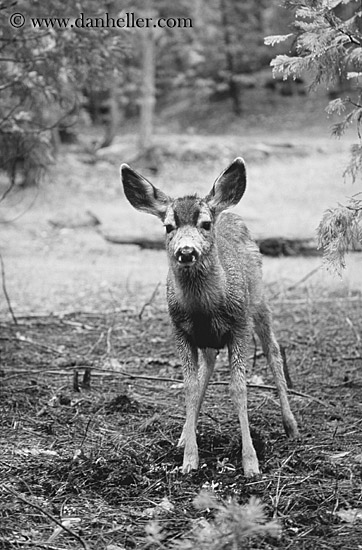 standing-deer-bw.jpg