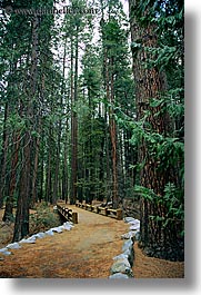 bridge, california, forests, nature, plants, structures, trees, vertical, west coast, western usa, yosemite, photograph