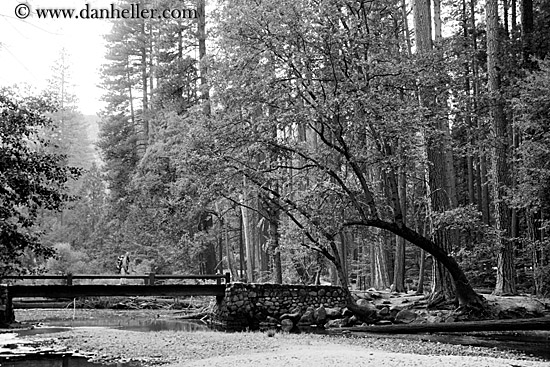 curved-tree-over-bridge-bw.jpg