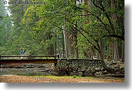 bridge, california, forests, horizontal, jack and jill, nature, plants, redwoods, structures, trees, west coast, western usa, yosemite, photograph