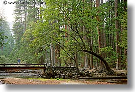 bridge, california, forests, horizontal, jack and jill, nature, plants, redwoods, structures, trees, west coast, western usa, yosemite, photograph