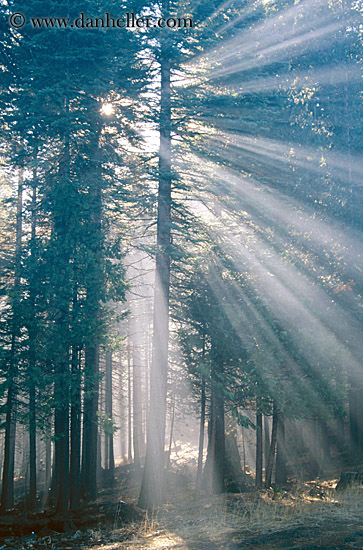 trees-slant-light.jpg