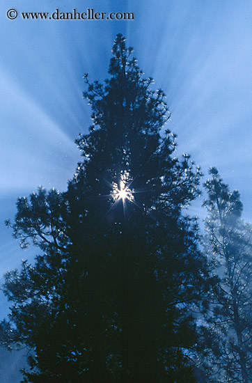 trees-star-light.jpg