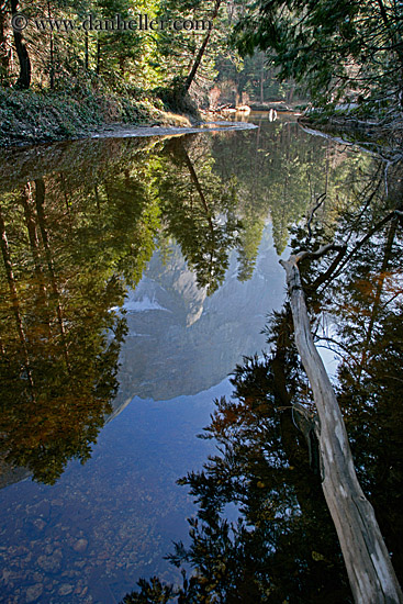 tree-reflecting-on-water-1.jpg
