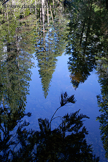 tree-reflecting-on-water-2.jpg